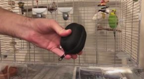 Bird Imitates Zipper Noise – Funny!!