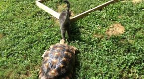 Fast Moving Tortoise Persistently Chases an Elusive Cat