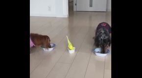 Little Bird Races to Eat Next to His Doggie Brothers