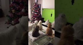 Confused Cats Watch TV