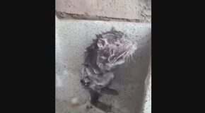 Rat Takes a Shower Like a Human!