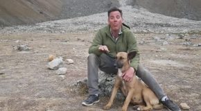 Steve-O Rescues a Street Dog While Visiting Peru