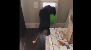 Dog Fails to Fit Large Ball Through Doggy Door