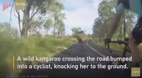 Kangaroo Crashes Into Cyclist In Queensland