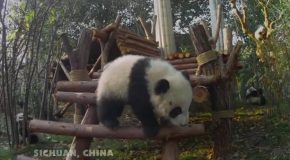 Pandas – Official Trailer