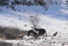 This Horse is Definitely Not Afraid of Wolves