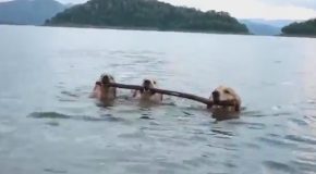 Three Dogs Walk Alongside Each Other in Shallow Water