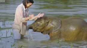 Baby Elephant Overcomes Fear of Water