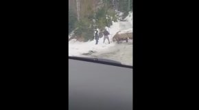 Exhausted Horse Abused by His Owner. Bystander Got Pissed