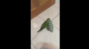 Parrot Steals Roommate’s Pillow