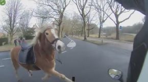 Scooter Driver Helps Woman Catch Her Runaway Horse