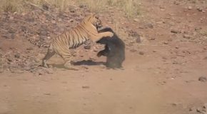 Tiger And A Sloth Bear Get Into An Epic Fight