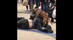 Dog Starts Humping Two Drunk Men Fighting On The Streets In Bristol