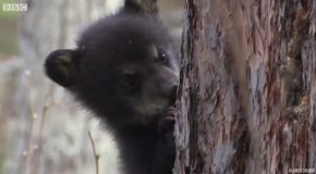 Funny Black Bear Cubs First Attempts to Conquer Treetops