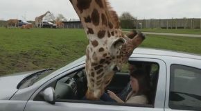 Giraffe’s Head Gets Trapped Inside a Car Window!