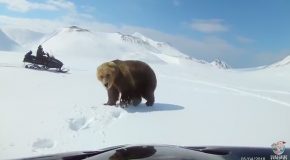 Snowmobilers Have a Surprise Encounter With a Large Agitated Bear