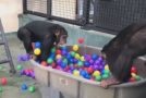 Chimpanzee Ball Pit Adventure!