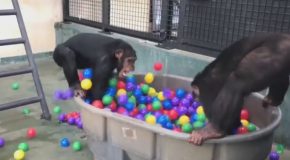 Chimpanzee Ball Pit Adventure!