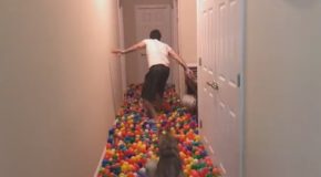 I Made My Dog a Pit of 5400 Balls