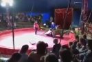 Bear Forced To Ride A Skateboard Attacks Its Trainer!