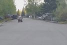 Grizzly Bear Runs Through Neighborhood