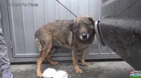 Homeless German Shepherd Cries Like a Human!