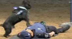 Adorable Police Dog In Training Practices His CPR Training
