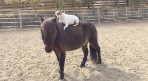 Adorable Footage Of Dog Riding A Horse