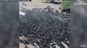 Cattle Swarm Water Truck in Drought Hit New South Wales