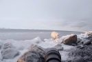 Curious Polar Bear Gets Up-Close To Photographer