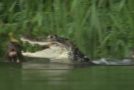 Otter Family Kills Caiman – BBC Earth