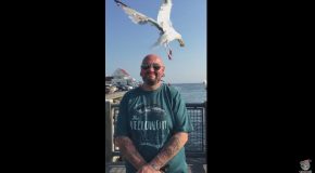 Seagull Grabs Snack Off Man’s Head