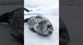 Weddell Seal Making Vocalisations While Sleeping