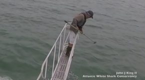 White Shark Surprise Breach Off Wellfleet, MA