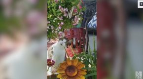 Adorable Cat Is Amazed By Colourful Butterfly In Garden