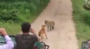 Fearless Dog Stands up to Leopard in Forest