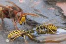 Hornet Vs Wasp, a Fight to The Death