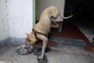 Inspirational Dog Born With Two Legs Runs On Front Paws