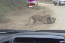 Leopard Death Battle in the Road!