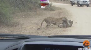 Leopard Death Battle in the Road!