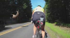 Lucky Cyclists Narrowly Avoid Flying Deer Carnage