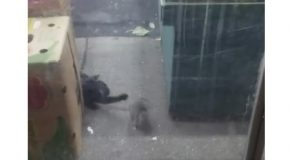 New York Rat Bullies Cat out of the Way