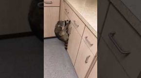 Raccoons Infiltrate Kitchen