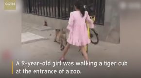 This 9 Year Old Chinese Girl Went Out For a Walk With Her Pet Tiger