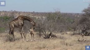 Mother Giraffe Attempts To Protect Injured Calf From Vicious Hyenas!
