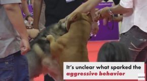 Pit Bull Viciously Attacks Another Dog at Pet Show