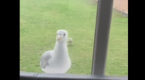 Seagull Knocks on Front Door!