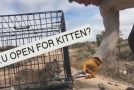 Freeing An Angry Bobcat Kitten Is Not Our Idea Of A Good Time!