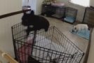 Funny and Cute French Bulldog Escapes From Kitchen