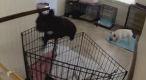 Funny and Cute French Bulldog Escapes From Kitchen